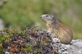 Alpine marmot on rock Royalty Free Stock Photo