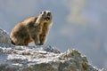 Alpine marmot on rock Royalty Free Stock Photo