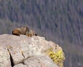 Alpine Marmot