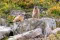 the alpine marmot sitting in the mountains in autumn with colorful blueberries in the austrian alps in the hohe tauern mountains Royalty Free Stock Photo