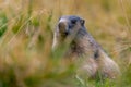 the alpine marmot sitting in the mountains in autumn with colorful blueberries in the austrian alps in the hohe tauern mountains Royalty Free Stock Photo
