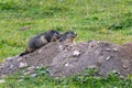 the alpine marmot sitting in the mountains near the Grossglockner mountain in the Austrian Alps in the Hohe Tauern mountains Royalty Free Stock Photo