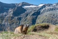 the alpine marmot sitting in the mountains near the Grossglockner mountain in the Austrian Alps in the Hohe Tauern mountains Royalty Free Stock Photo