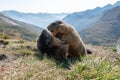 the alpine marmot sitting in the mountains near the Grossglockner mountain in the Austrian Alps in the Hohe Tauern mountains Royalty Free Stock Photo