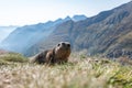 the alpine marmot sitting in the mountains near the Grossglockner mountain in the Austrian Alps in the Hohe Tauern mountains Royalty Free Stock Photo