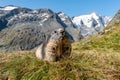 the alpine marmot sitting in the mountains near the Grossglockner mountain in the Austrian Alps in the Hohe Tauern mountains Royalty Free Stock Photo
