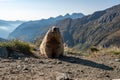 the alpine marmot sitting in the mountains near the Grossglockner mountain in the Austrian Alps in the Hohe Tauern mountains Royalty Free Stock Photo