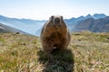 the alpine marmot sitting in the mountains near the Grossglockner mountain in the Austrian Alps in the Hohe Tauern mountains Royalty Free Stock Photo