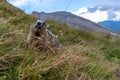 the alpine marmot sitting in the mountains near the Grossglockner mountain in the Austrian Alps in the Hohe Tauern mountains Royalty Free Stock Photo