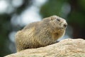 Alpine Marmot sitting on rock during summer in Austria, Europe