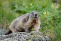 Alpine marmot sitting on a stone looking at camera