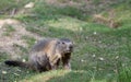 Alpine marmot standing in the green grass Royalty Free Stock Photo