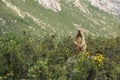 Alpine marmot standing Royalty Free Stock Photo