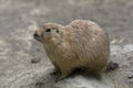 Alpine marmot standing outside her den