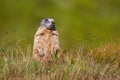 Alpine marmot standing on rear legs and looking out for danger on horizon Royalty Free Stock Photo