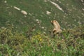 Alpine marmot standing Royalty Free Stock Photo