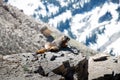 Alpine marmotin Grand Teton National Park, Wyoming, USA Royalty Free Stock Photo