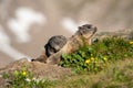 Marmots in Hohe Tauern Royalty Free Stock Photo