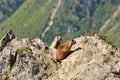 Alpine marmots in the wild. Royalty Free Stock Photo