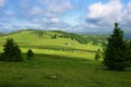 Alpine meadow Royalty Free Stock Photo