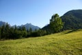 Alpine meadow Royalty Free Stock Photo