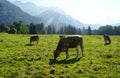 Alpine meadow, Austria