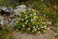 Alpine meadow with beautiful Daisies. Daisies and wild flowers in the mountains