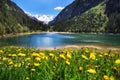 Alpine meadow with beautiful dandelion flowers near a lake in the mountains. Stilluptal, Austria, Tyrol. Royalty Free Stock Photo