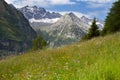Alpine meadow with beautiful flowers Royalty Free Stock Photo