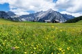 Alpine meadow with beautiful yellow flowers near Walderalm. Austria, Tirol