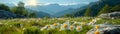 Alpine Meadow Blooming with Wild Edelweiss The blossoms blur with the grass