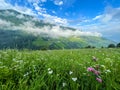 Alpine meadow blooms in the Alps in summer