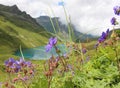 Alpine meadow with blue flowers and lake in summer Royalty Free Stock Photo