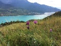 Alpine meadow with Centaurea scabiosa var. alpestris blooming in foreground with the beautiful panorama of the Serre PonÃÂ§on Lake