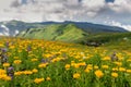 blooming wildflowers at the rocky mountains background