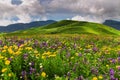 Alpine meadow closeup with blooming wildflowers