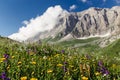 meadow closeup with blooming wildflowers at the rocky mountains background