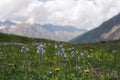 Alpine meadow with closeup flowers