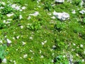 Alpine meadow with common self-heal (Prunella vulgaris) Royalty Free Stock Photo