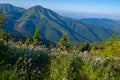 Alpine meadow covered with lush wildflowers Royalty Free Stock Photo