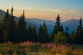 Alpine meadow covered with wildflowers during sunset Royalty Free Stock Photo