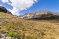 Alpine meadow with giant speargrass in valley in Southern Alps, New Zealand Royalty Free Stock Photo