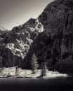 An alpine meadow of grass and pine trees by a lake with the mountain and sky behind it in dramatic light in black in white in Royalty Free Stock Photo