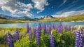 Alpine Meadow with Lupines and Mountain View