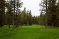 Alpine Meadow near Yellowstone lake. Royalty Free Stock Photo