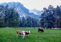Alpine meadow, pasture, white brown spotted cows with horns, Alpine meadow, pasture, white brown spotted cows with horns, herd in Royalty Free Stock Photo