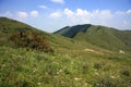 Alpine meadow with pine forest