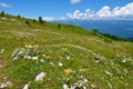 Alpine meadow at Ratitovec with yellow and white flowers Royalty Free Stock Photo
