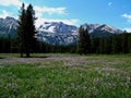 Alpine Meadow and Sawtooth Mountains Near Stanley, Idaho 5 Royalty Free Stock Photo