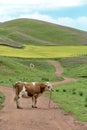 Alpine meadow scenery in Qinghai Province, China Royalty Free Stock Photo